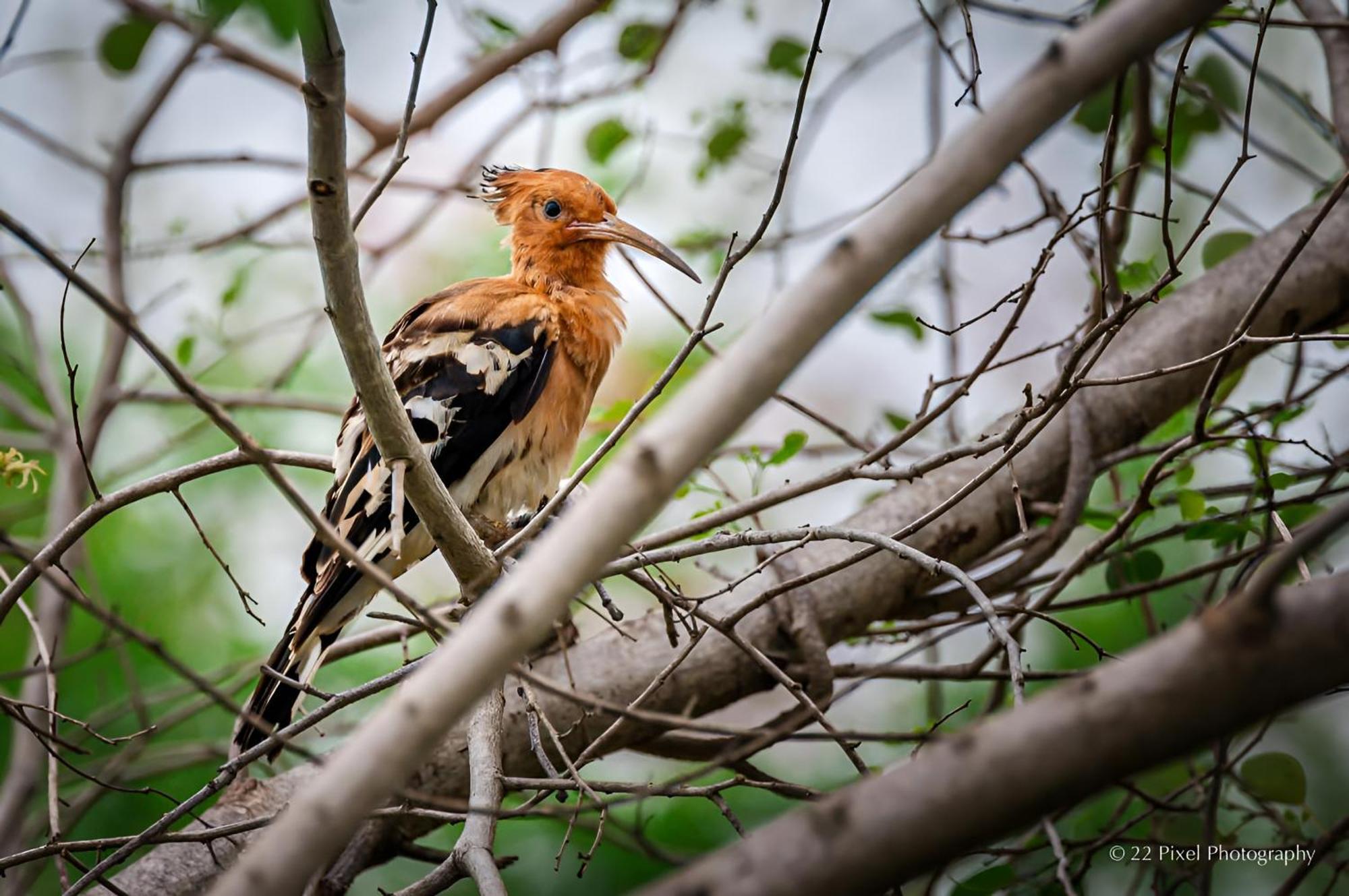 Wildlife Safari House Ξενοδοχείο Udawalawe Εξωτερικό φωτογραφία